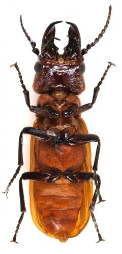 Réf. 232 284 : Synhoria senegalensis
